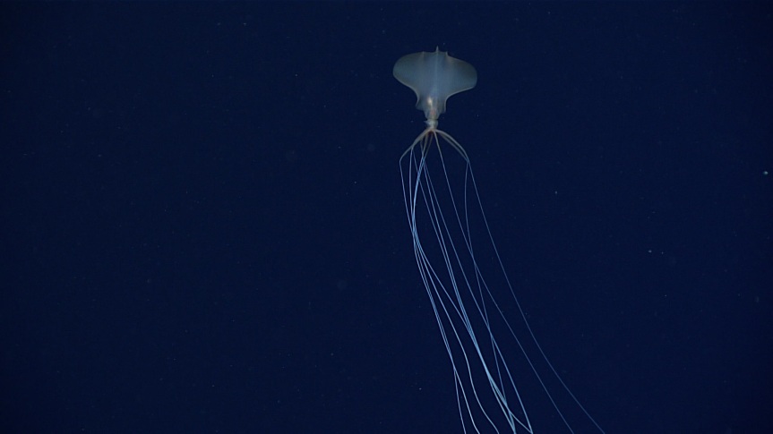 The Bigfin Squid – Alien of the Abyss